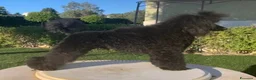 Barboncino cani in vendita: Barboncino nano nero a Provincia di Salerno - Annuncio 4