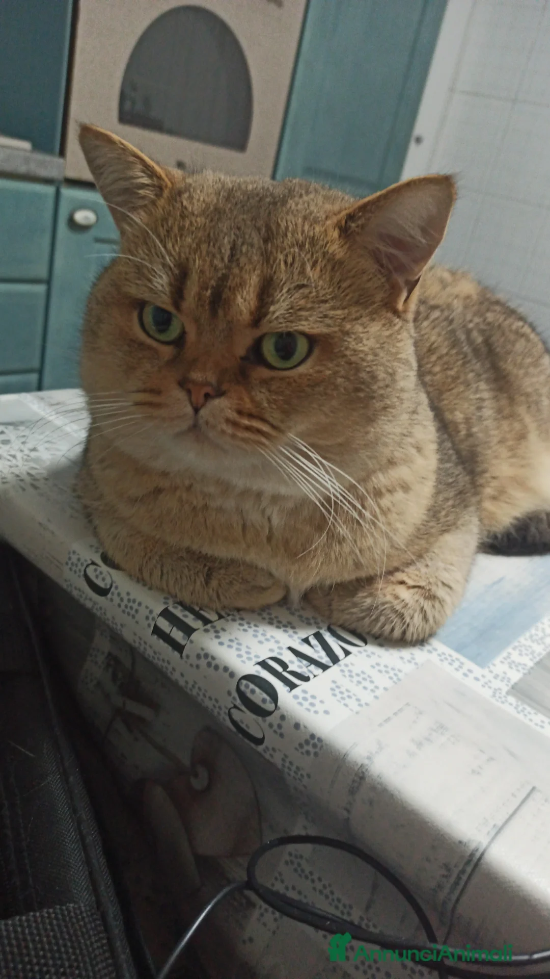 Scottish gatti per accoppiamento: Gatto Scottish Straight disponibile per monte a Provincia di Reggio Emilia - Annuncio 2