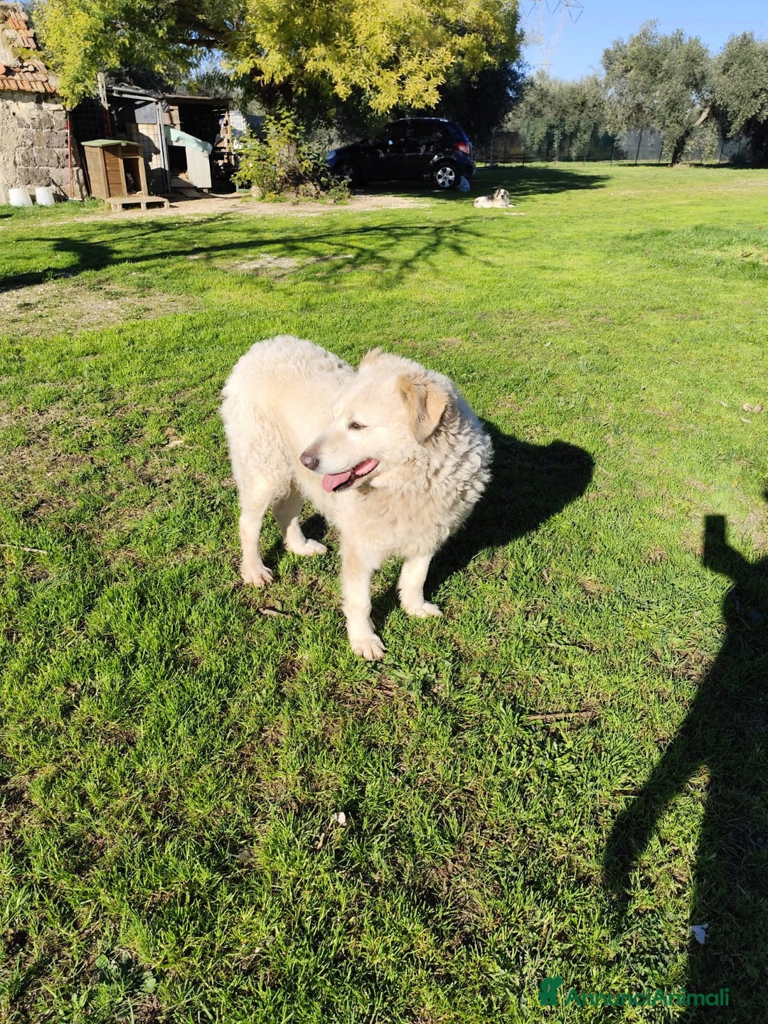 Pastore Maremmano cani in regalo: BLANCA pastore maremmano femmina⁹ - Annuncio 3