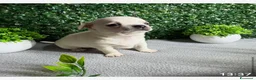 Chihuahua cani in vendita: Cuccioli chihuahua a Provincia di Cremona - Annuncio 9
