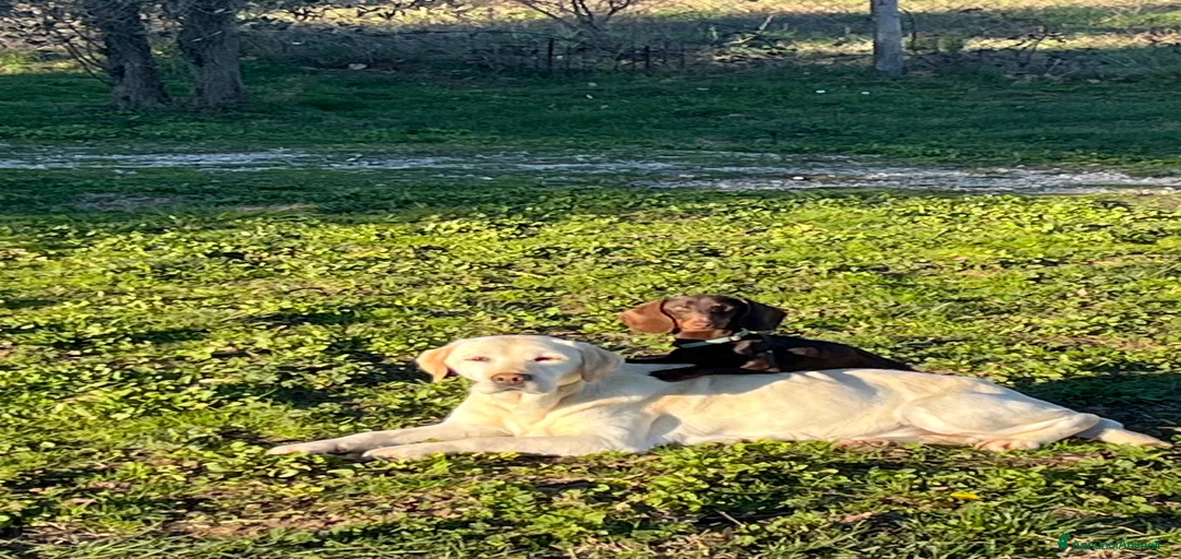 Immagine della galleria {{count}}