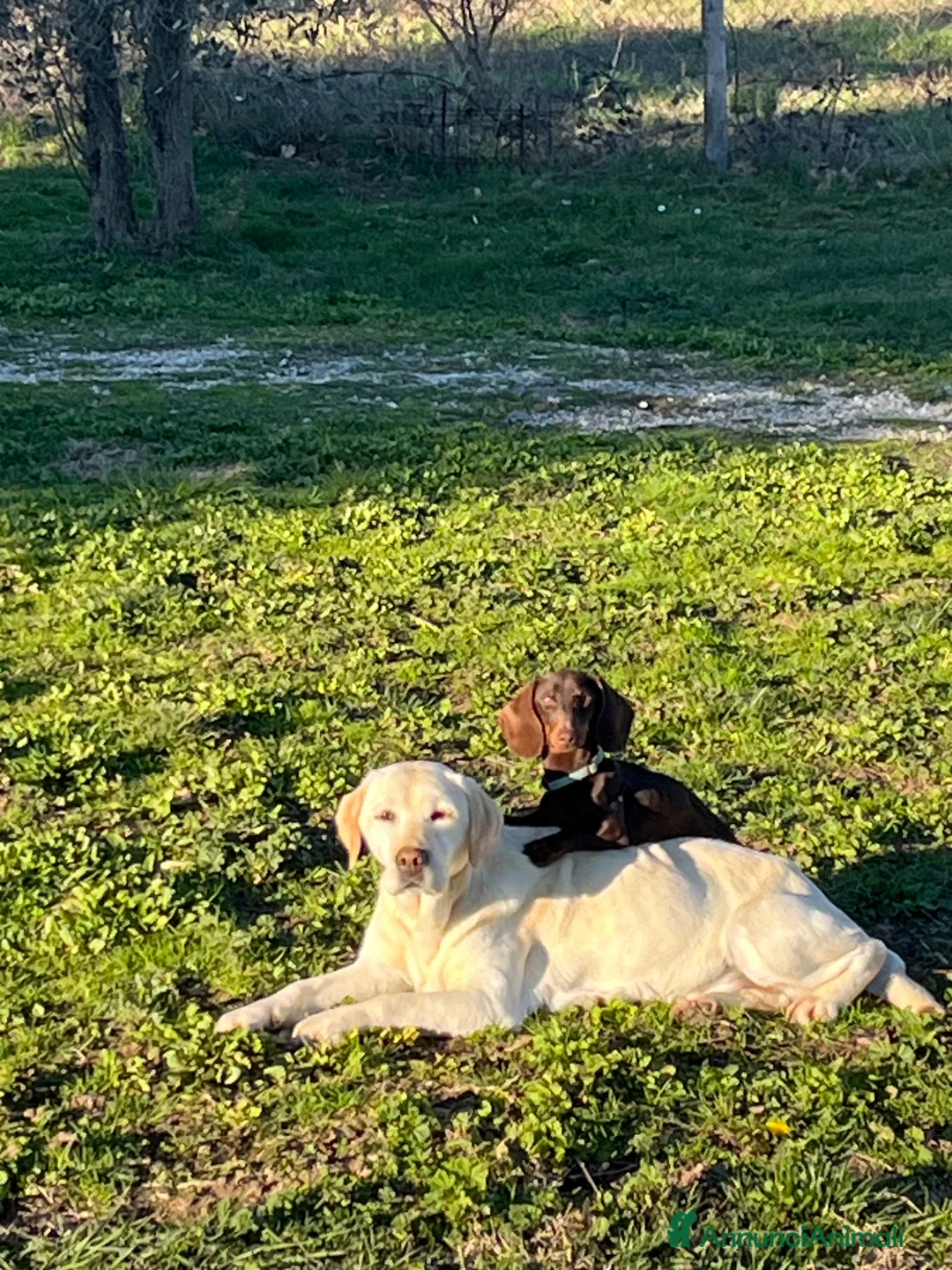 Immagine della galleria {{count}}