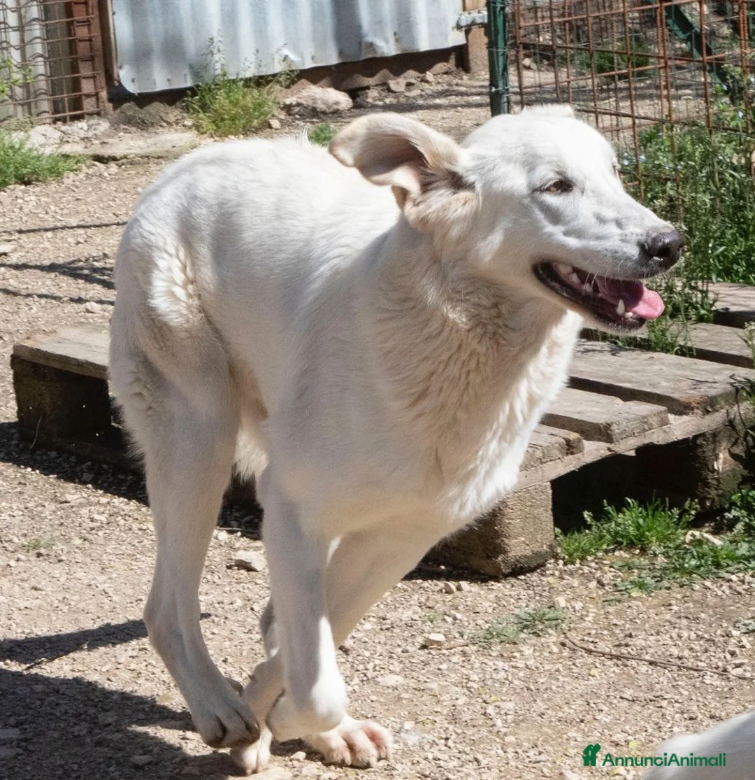 Meticcio cani in regalo: TENERISSIMA NUVOLA BIANCA a Provincia di Piacenza - Annuncio 8