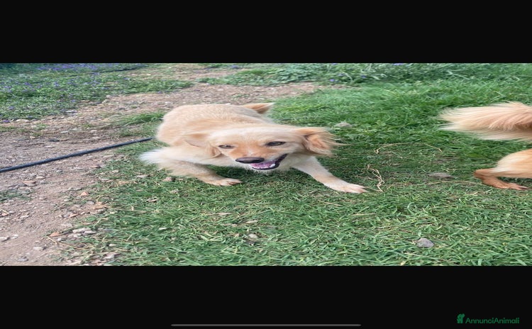 Meticcio cani - Annuncio 12