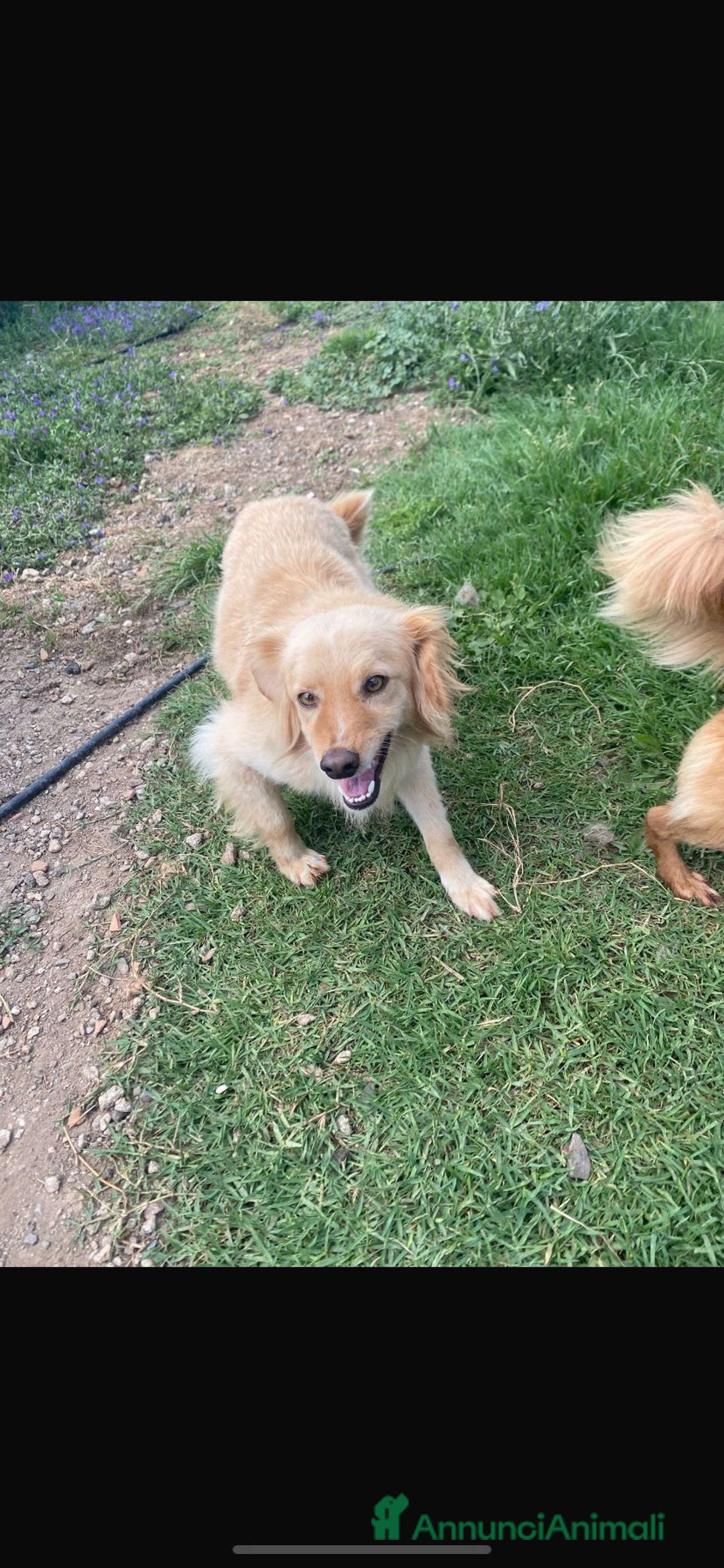 Meticcio cani in regalo: 3anni mMirto mix volpino 7/8kg SOS CASA SARDEGNA - Annuncio 1