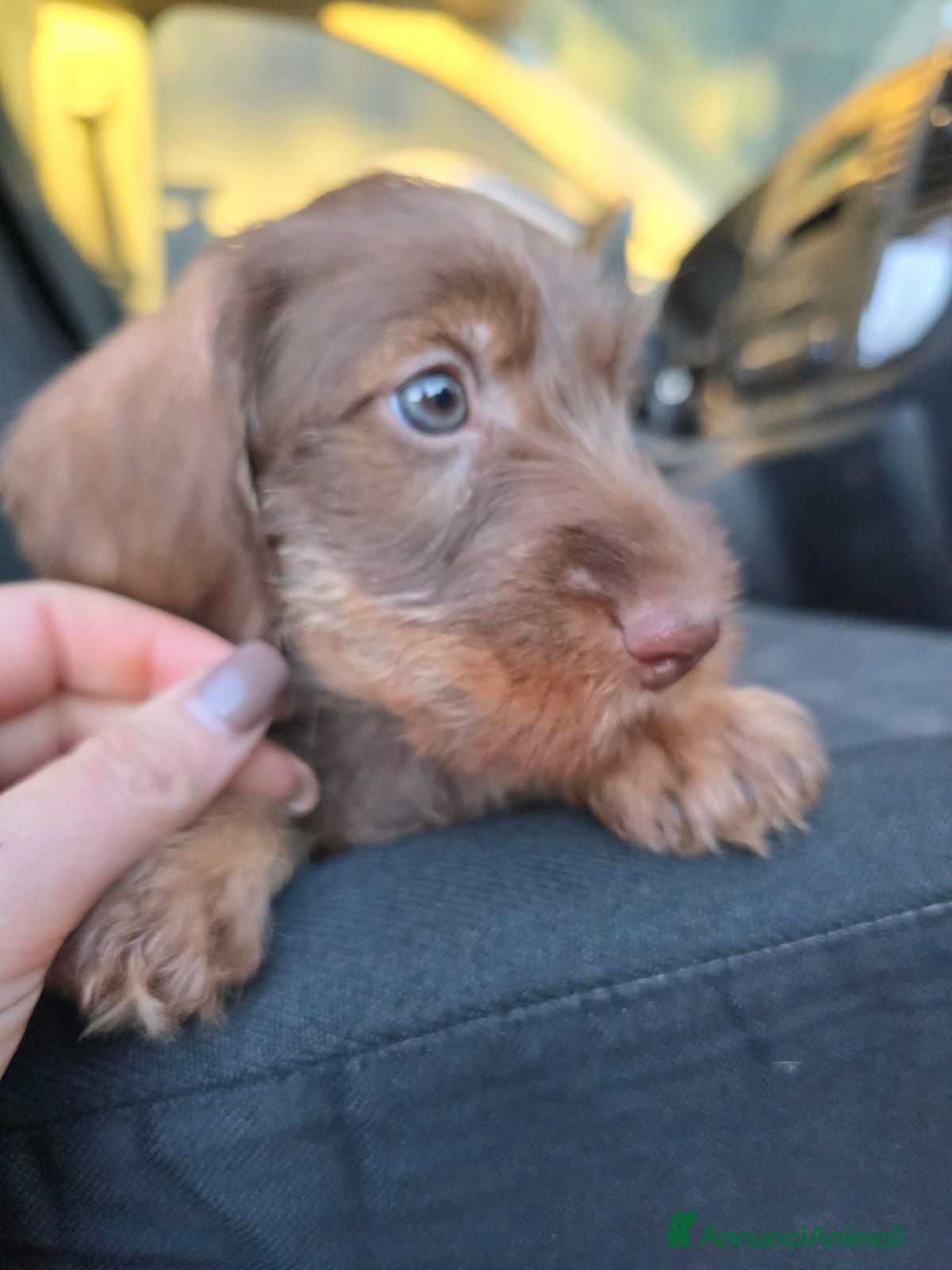 Bassotto cani Bassotti a pelo duro - Annuncio 1