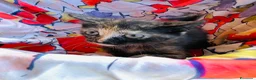 Europeo gatti in regalo: Gattini maschi e femmine  - Annuncio 5