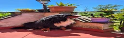 Bovaro del Bernese cani per accoppiamento: Bovaro del Bernese disponibile per accoppiamento a Città metropolitana di Roma Capitale - Annuncio 2