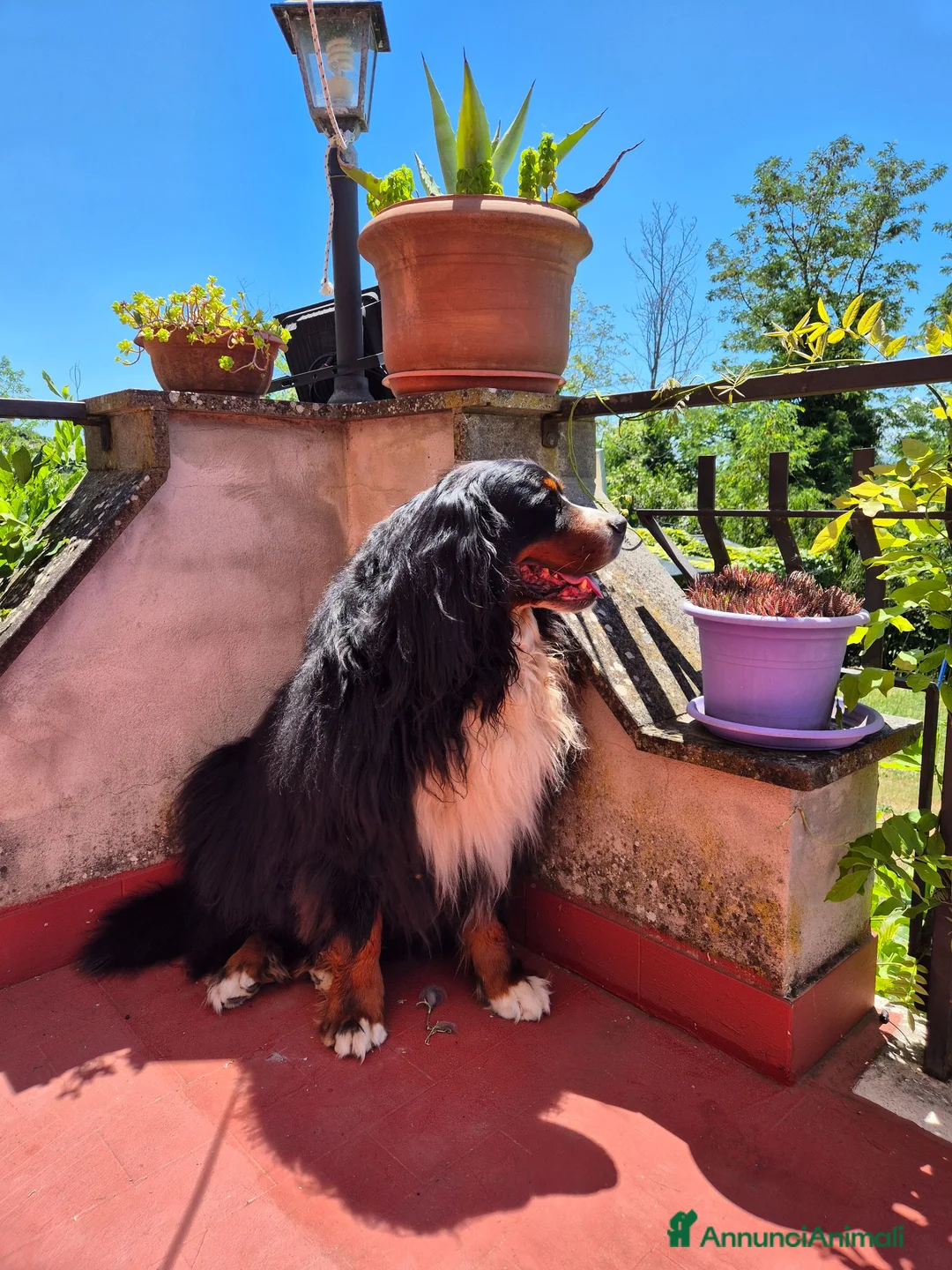 Bovaro del Bernese cani per accoppiamento: Bovaro del Bernese disponibile per accoppiamento a Città metropolitana di Roma Capitale - Annuncio 2