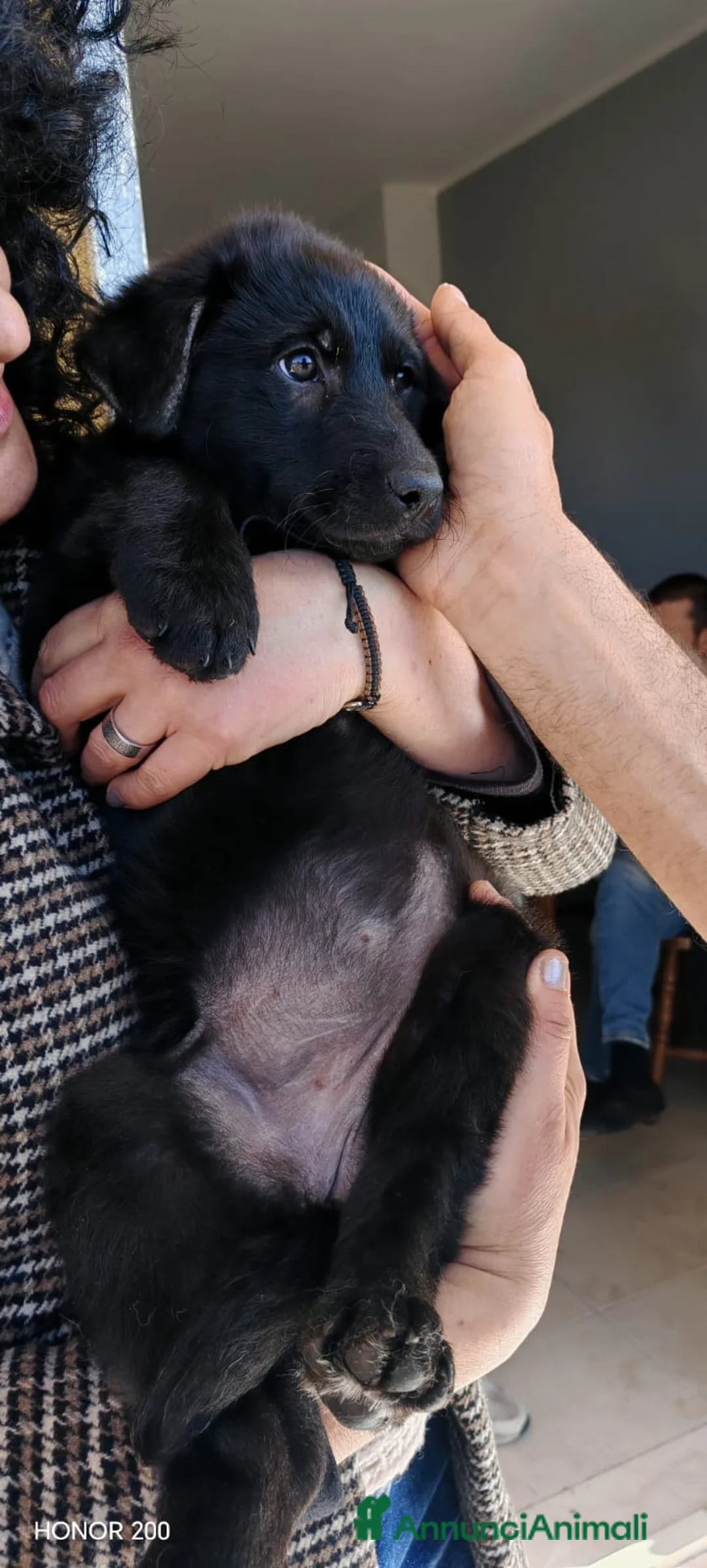 Meticcio cani in regalo: 3 mesi, femmina simil Labrador  - Annuncio 10