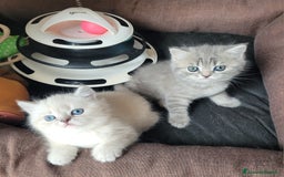 Scottish gatti in vendita: 2 femminucce scottish straight a Provincia di Trieste - Immagine 3