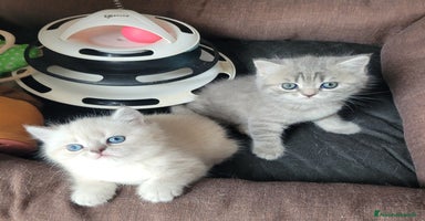 Scottish gatti a Provincia di Trieste - Annuncio 6