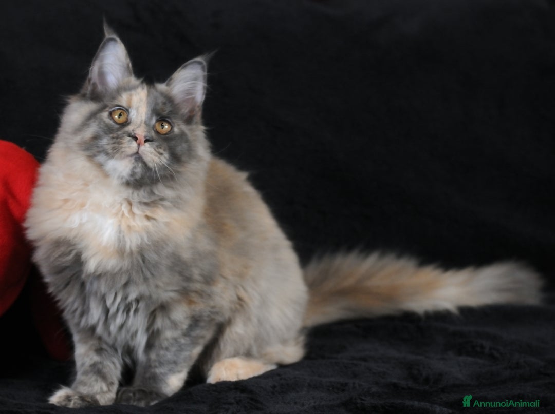 Maine Coon gatti in vendita: Maine Coon Tortie - pedigree ANFI - Annuncio 8