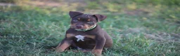 Pitbull cani in vendita: Cuccioli Pit Bull con pedigree anche a rate - Annuncio 6