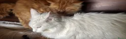 Maine Coon gatti in vendita: Cuccioli maine coon (Lestat X Hvitt Lys) - Annuncio 5