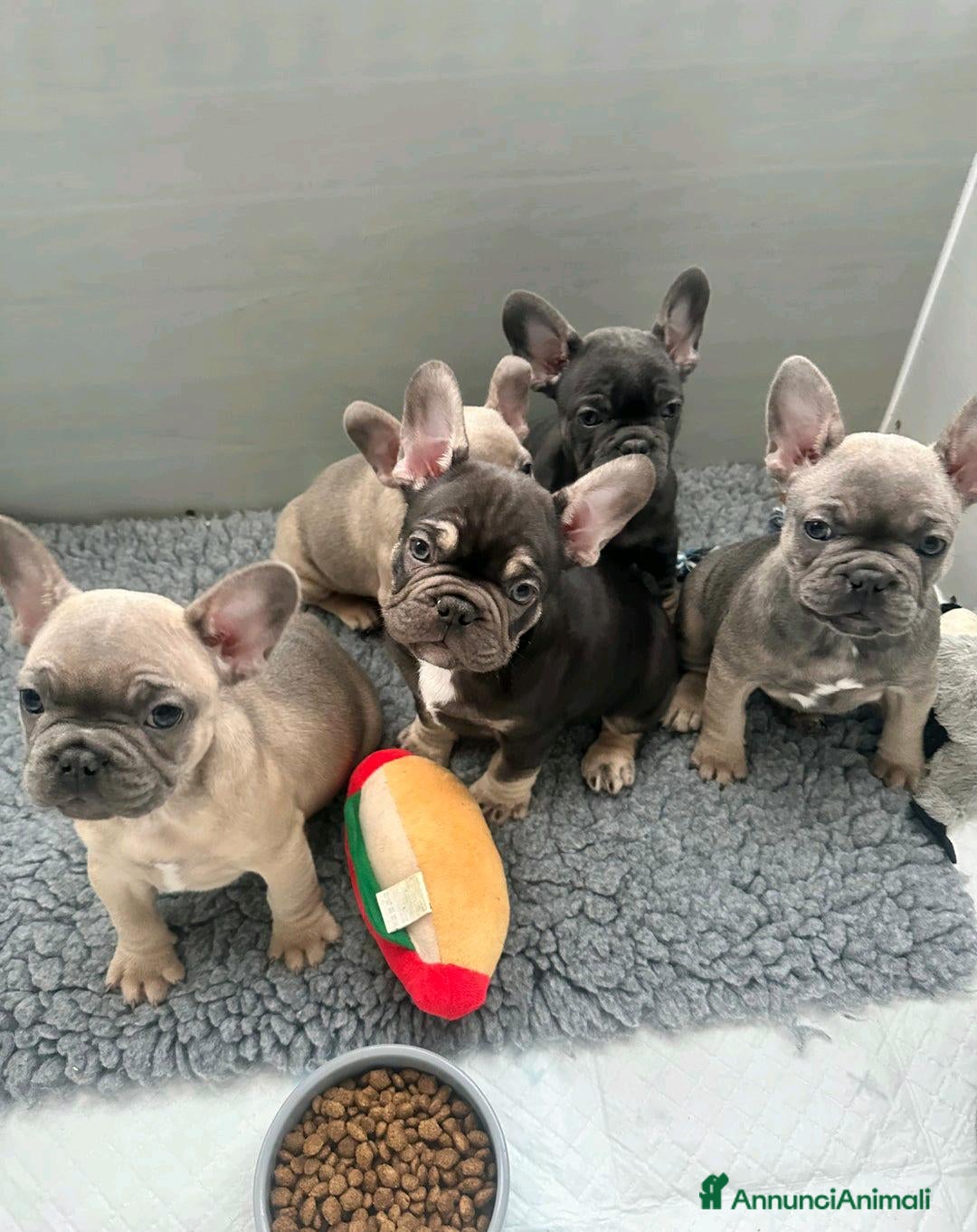 Bulldog Francese cani Cuccioli di bulldog francese di 11 settimane a Città metropolitana di Roma Capitale - Annuncio 9