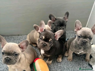 Bulldog Francese cani a Città metropolitana di Roma Capitale - Annuncio 40