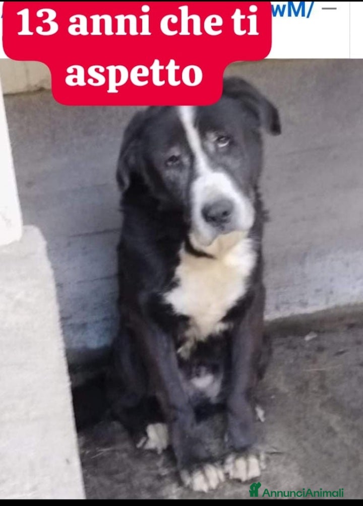 Meticcio cani 12ANNI DI DURO CANILE..ADOTTATO E RIFIUTATO!MILANO a Città metropolitana di Milano - Annuncio 1