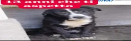 Meticcio cani in regalo: 12ANNI DI DURO CANILE..ADOTTATO E RIFIUTATO!MILANO a Città metropolitana di Milano - Annuncio 1