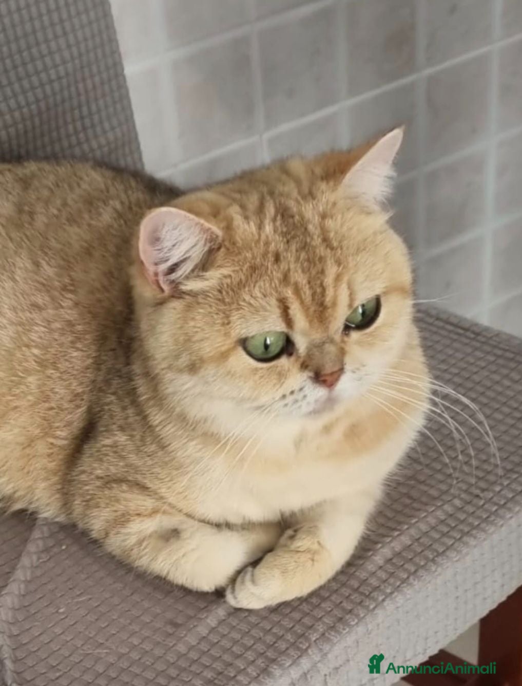 British gatti British shorthair golden - Annuncio 1