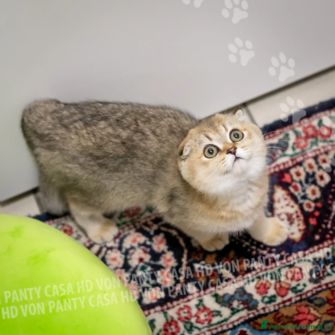 Scottish gatti in vendita: Cucciole Scottish Fold - Annuncio 5