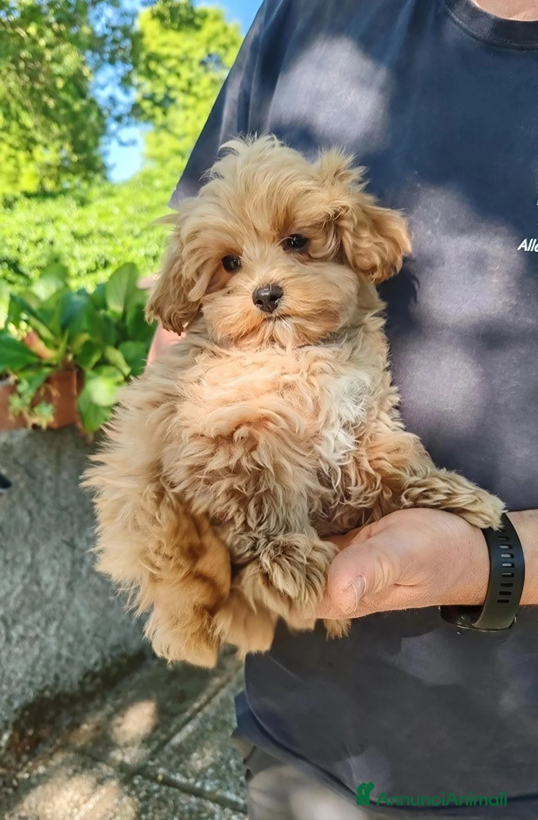 Maltipoo cani in vendita: MALTIPOO TAGLIA PICCOLA - Annuncio 2