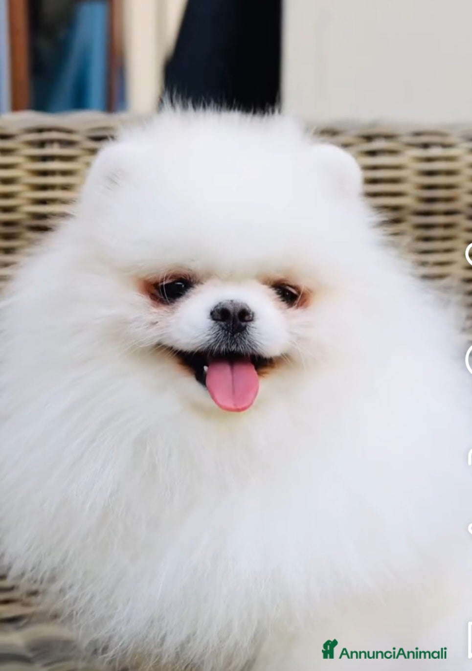 Volpino Pomerania cani Volpini di pomerania massimo 3 kg - Annuncio 2