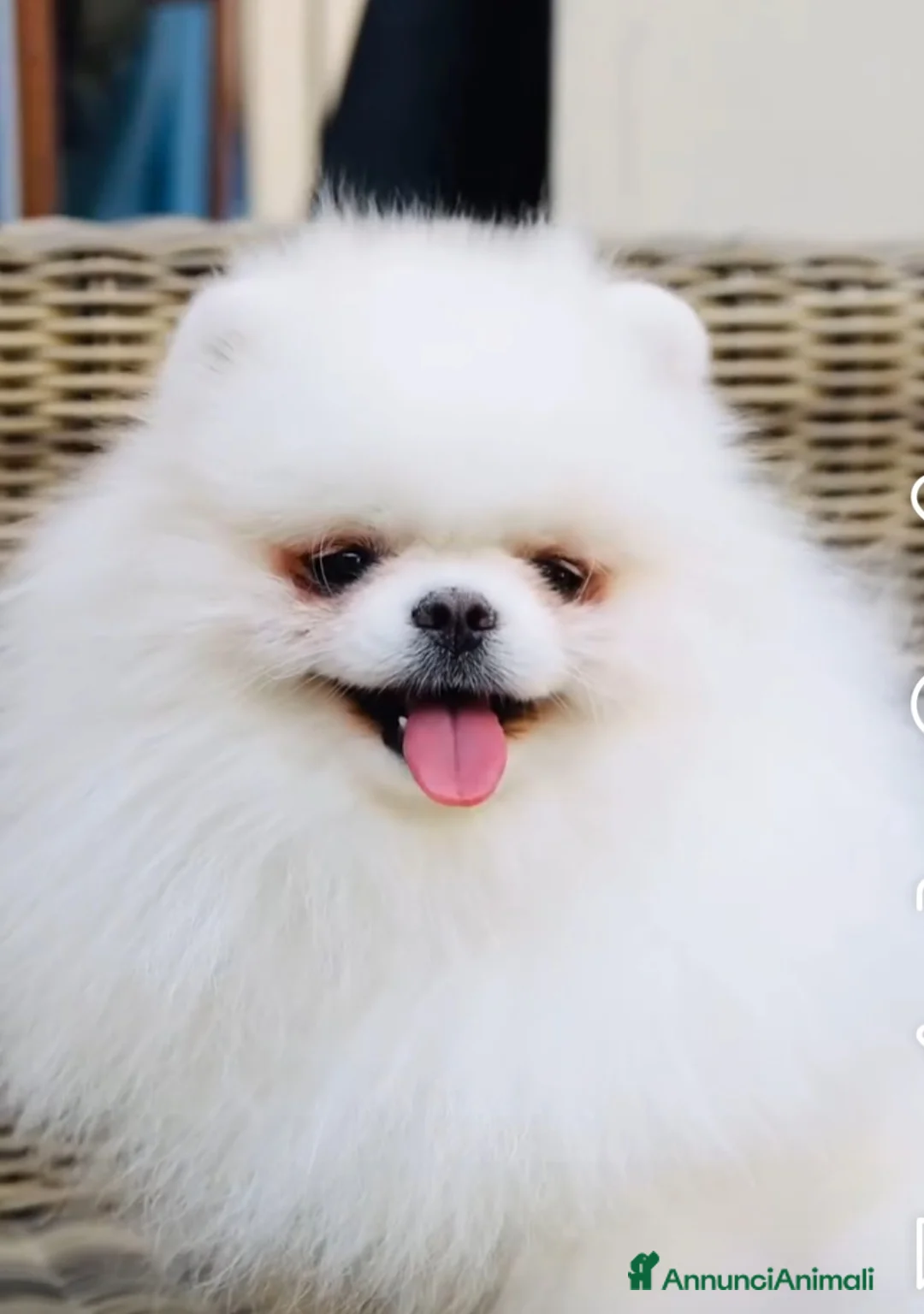 Volpino Pomerania cani in vendita: Volpini di pomerania massimo 3 kg - Annuncio 2