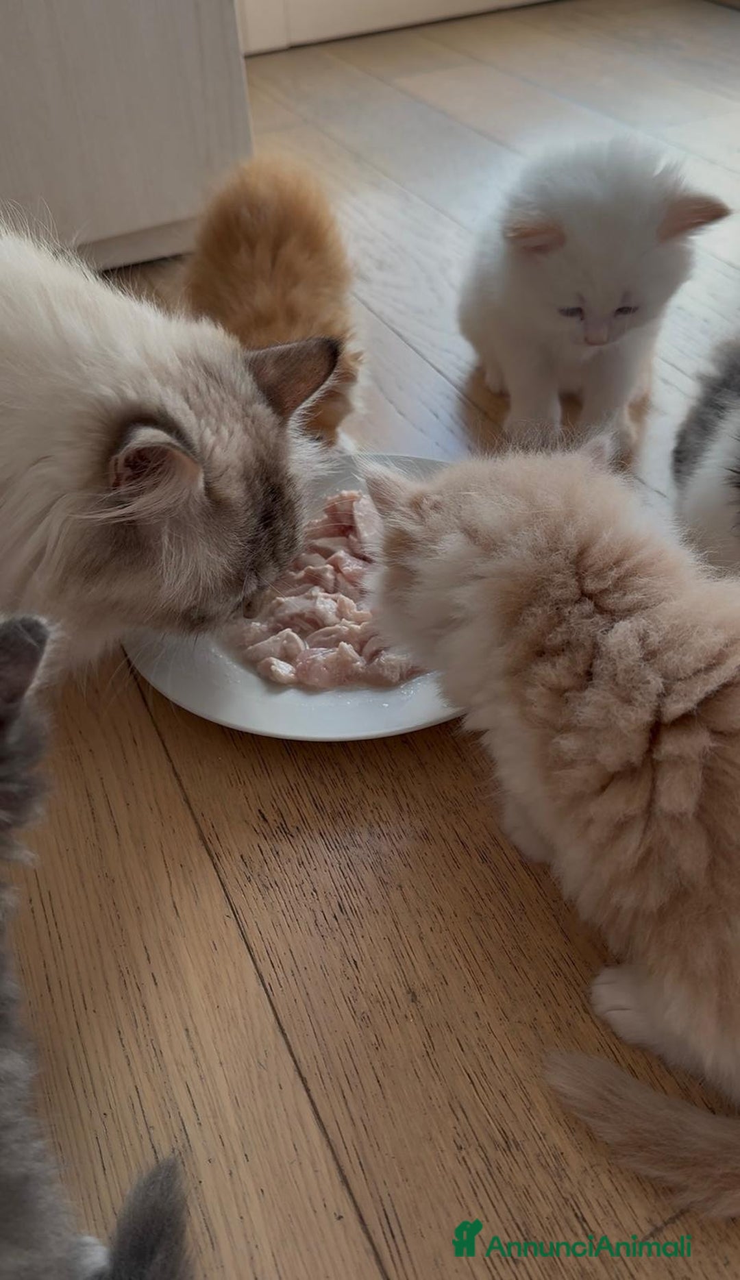 Siberiano gatti in vendita: Gattini siberiani e neva masquerade  - Immagine 11