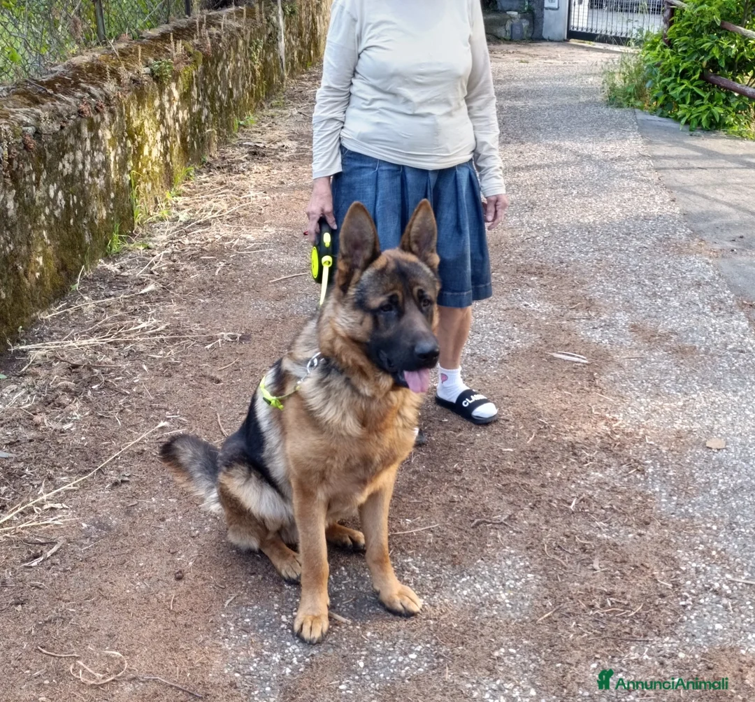 Pastore Tedesco cani in vendita: Cuccioli di Pastore Tedesco  - Annuncio 10