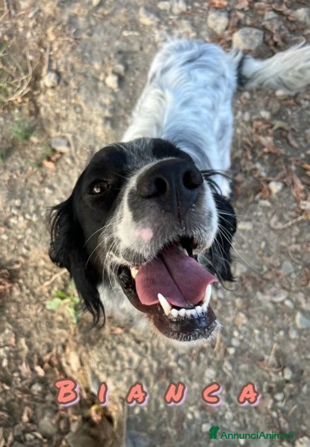 Setter Inglese cani in regalo: BIANCA dolcissima setterina - Annuncio 4
