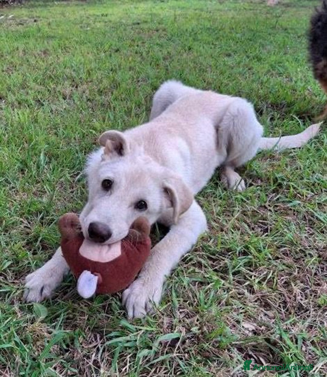Meticcio cani in regalo: SID 💙 - dolcissimo cucciolo, nessuno chiama 🥺 - Annuncio 3