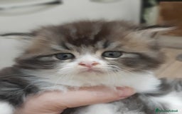 Persiano gatti in vendita: Gattini persiano bicolore a Città metropolitana di Messina - Immagine 6