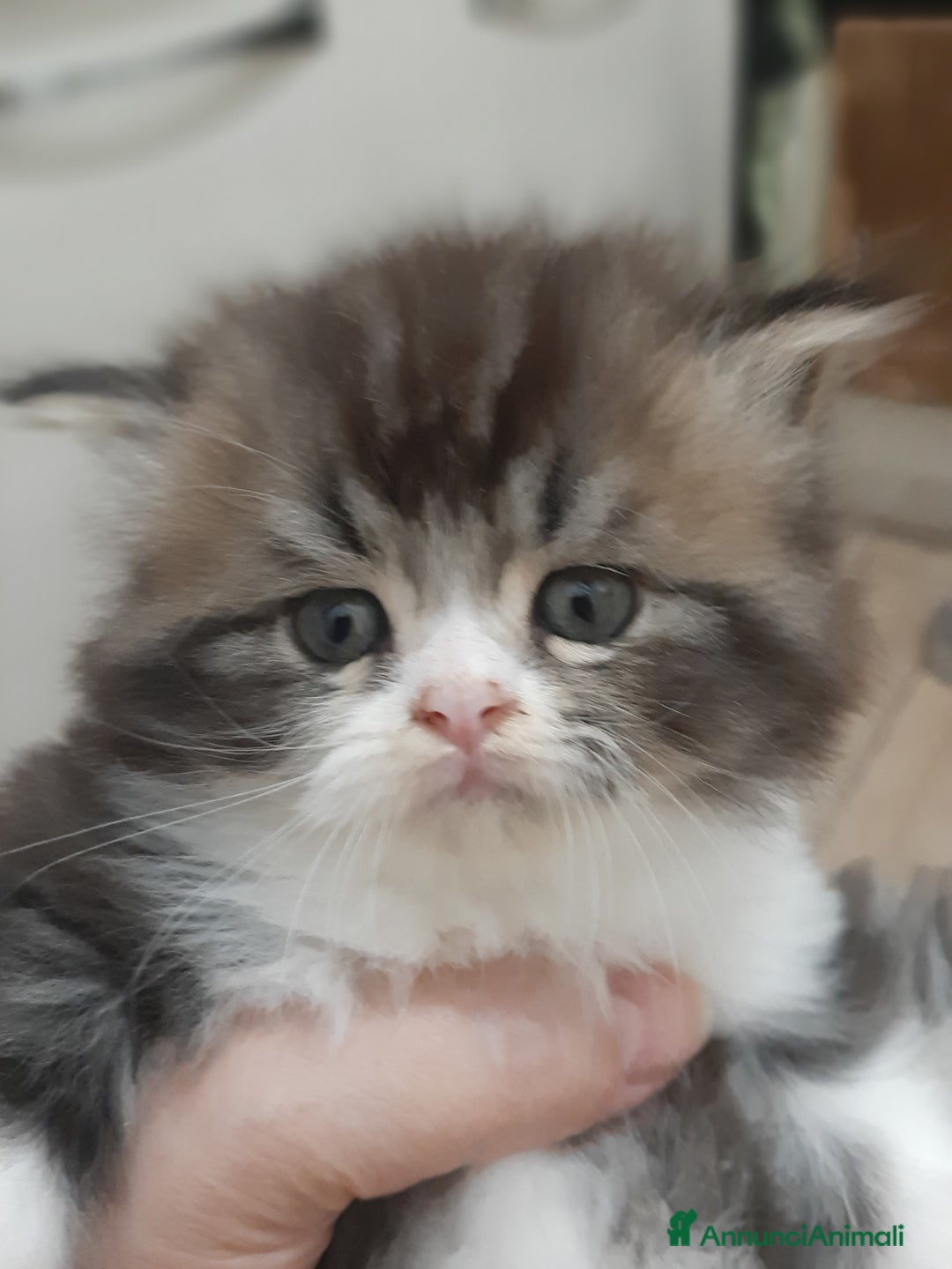 Persiano gatti in vendita: Gattini persiano bicolore a Città metropolitana di Messina - Immagine 6
