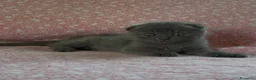 Scottish gatti in vendita: Scottish fold e straight  - Annuncio 7