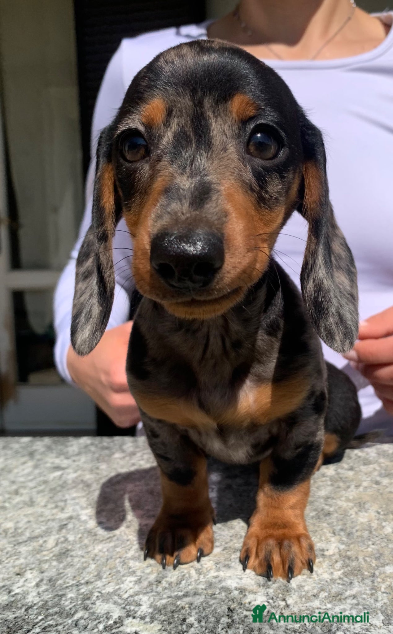 Bassotto cani CUCCIOLI BASSOTTO NANO PELO CORTO - Annuncio 1