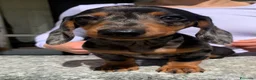 Bassotto cani in vendita: CUCCIOLI BASSOTTO NANO PELO CORTO - Annuncio 1