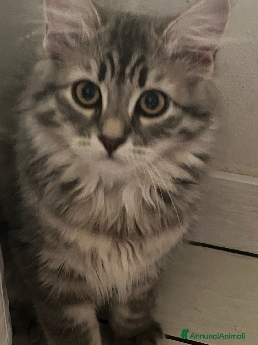 Siberiano gatti in vendita: Gatti siberiani  a Provincia di Biella - Immagine 28