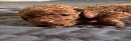 Barboncino Toy cani in vendita: Cuccioli di Barboncino toy - Annuncio 1