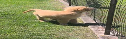 Golden Retriever cani in vendita: Golden retriever 90%linea americana pedigree ENCI  - Annuncio 7