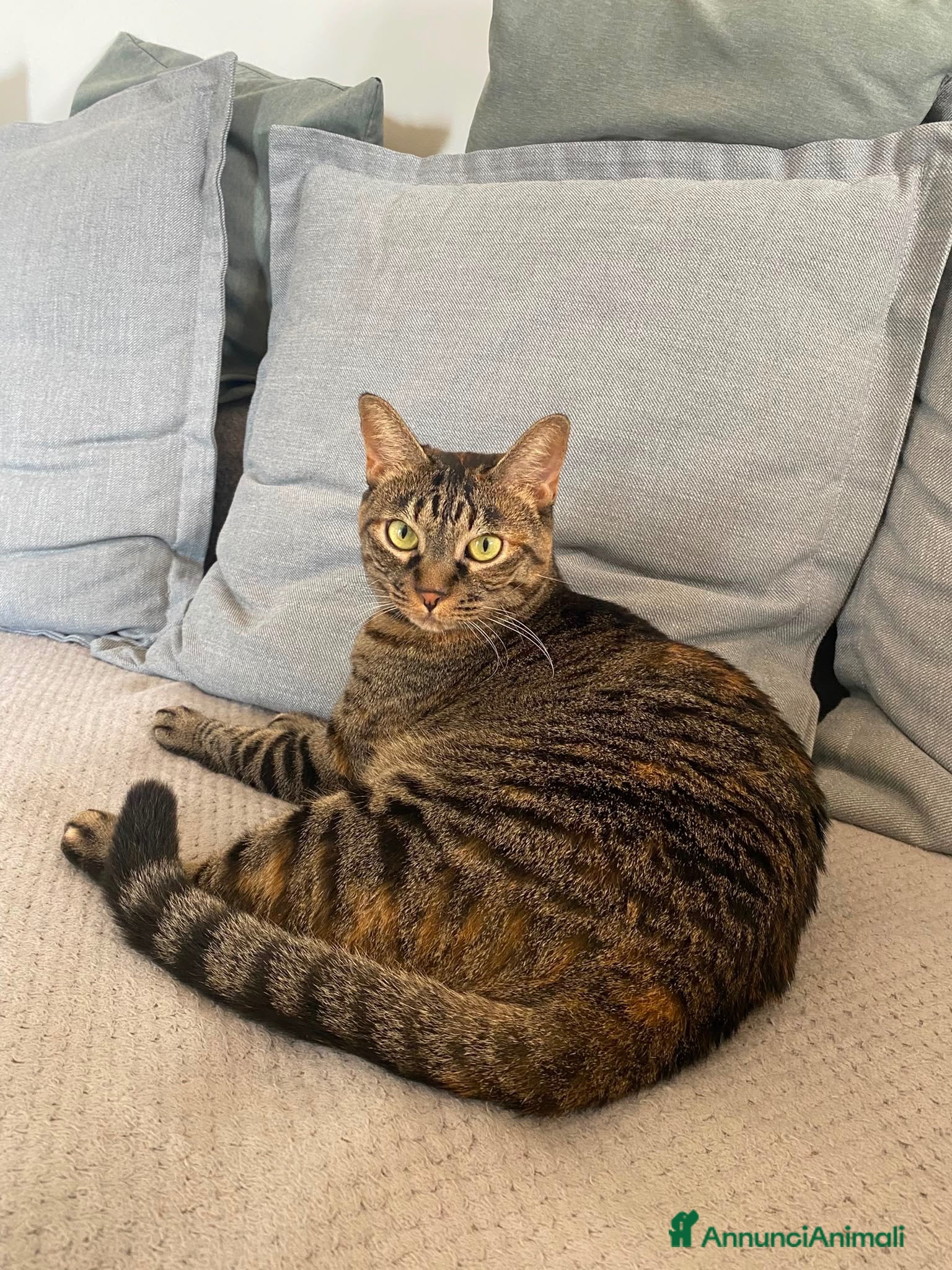 Europeo gatti Minu bellissima micina tigrata - Annuncio 2