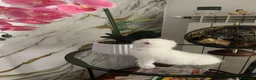 British gatti in vendita: BRITISH SHORTHAIR  - Annuncio 8