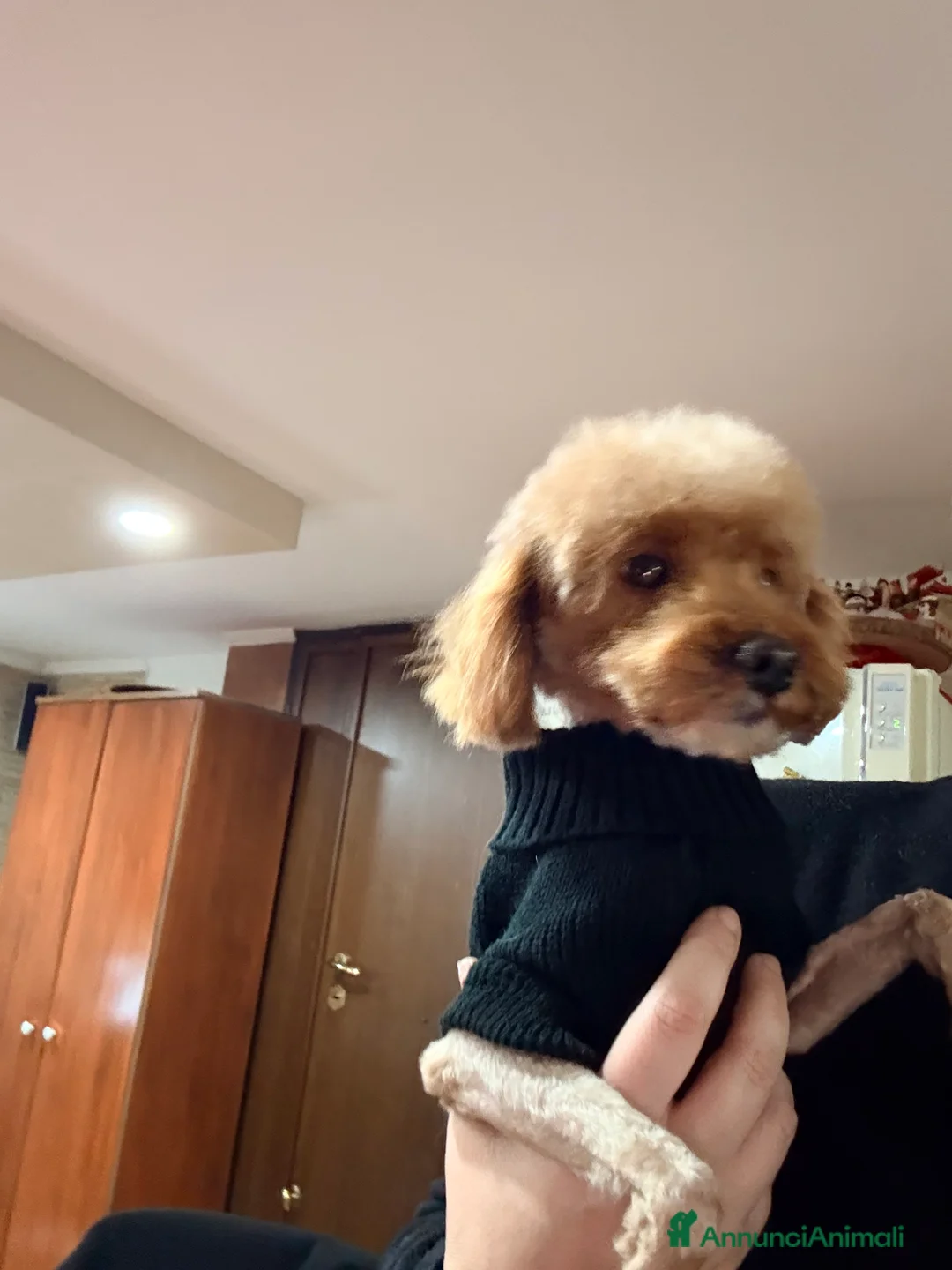 Barboncino Toy cani in vendita: Barboncino  - Annuncio 8