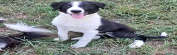 Border Collie cani in vendita: Border collie linea da lavoro - Annuncio 3