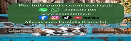 Shih Tzu cani in vendita: CUCCIOLI DI RAZZA SHIH TZU - Annuncio 7