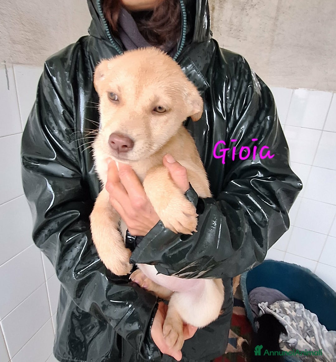 Meticcio cani in regalo: Gioia stupenda cucciola in adozione  - Annuncio 4