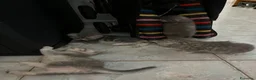 Scottish gatti in vendita: Cucciolata di gatti scottish fold e straight  a Città metropolitana di Roma Capitale - Annuncio 8
