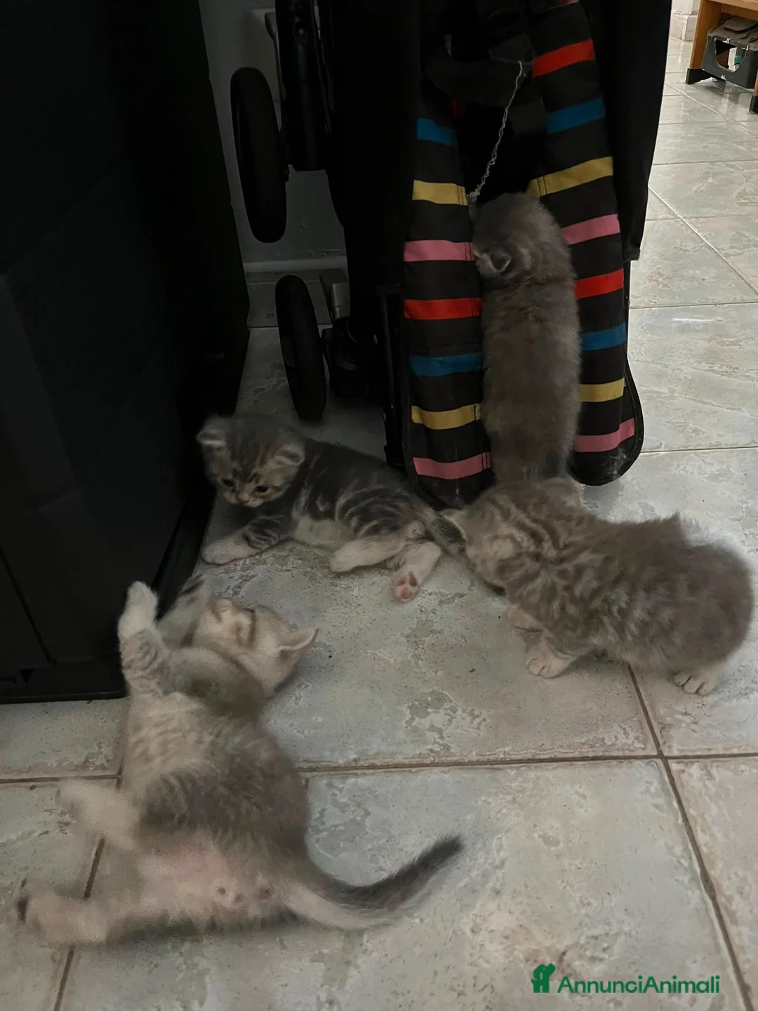 Scottish gatti in vendita: Cucciolata di gatti scottish fold e straight  a Città metropolitana di Roma Capitale - Annuncio 8