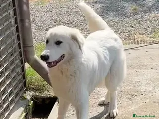 Pastore Maremmano cani JERRY giovane con voglia di correre e di coccole - Annuncio 4