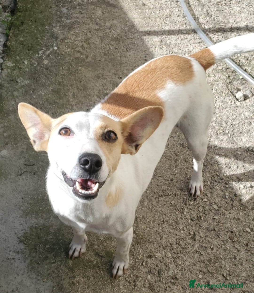 Meticcio cani in regalo: LILLY TAGLIA PICCOLA  - Annuncio 1